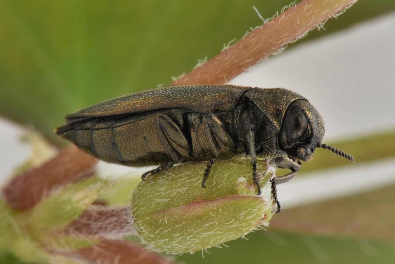 Buprestidae: Coraebus sp.?  S, Coraebus elatus elatus